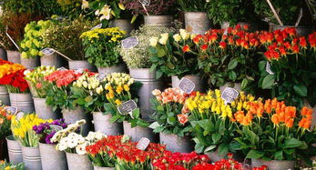 重慶最全花市地圖，這個秋天玩出不一樣的色彩與花趣