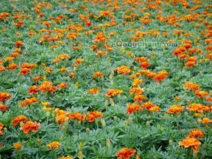 供應(yīng)山東孔雀草 品質(zhì)優(yōu)良，森淼花卉專(zhuān)業(yè)批發(fā)