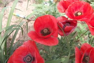 公司花壇里的花兒 新能源工程中的綠色風(fēng)景